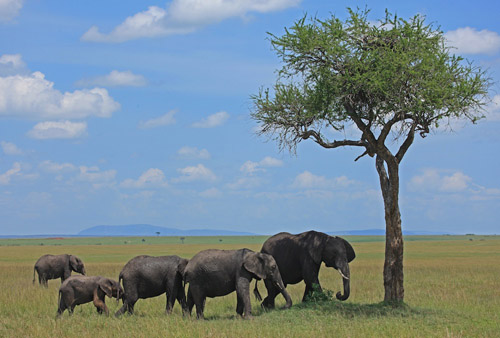 Mara Plains Camp in Kenya - elephants