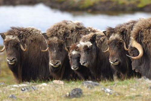 Muskoxen – The Great Canadian Travel Company