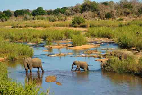 Africa safari elephants