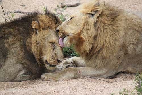 Africa safari lions