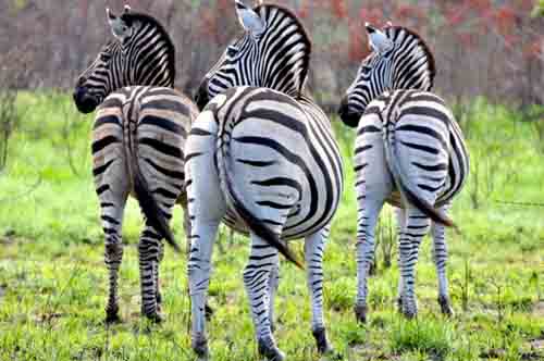 Africa safari zebras