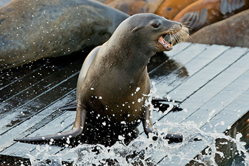 California sea lion - Pier 39