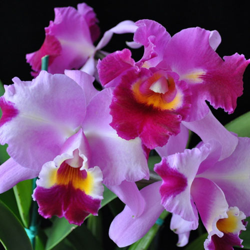 Cattleya Orchid - Akatsuka Orchid Gardens