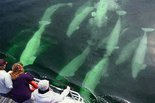 Churchill beluga whale tour