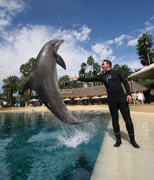 Dolphin Trainer for a Day - The Mirage