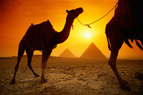 Egypt pyramids - camel