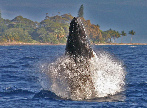 Hawaii Humpback Whale watch