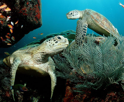 Hawaiian Green Sea Turtle - Honu