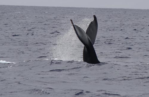 Humpback whale tail - Kauai Hawaii