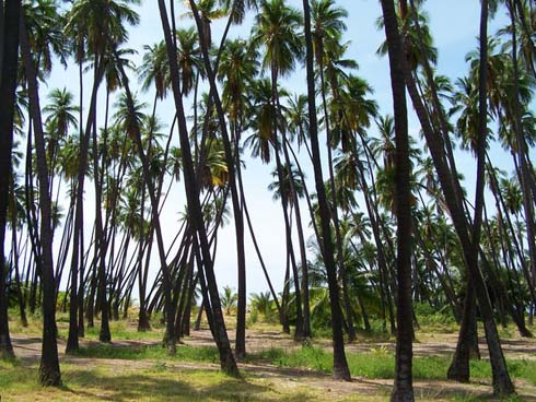 Kapuaiwa Coconut Grove - palm trees Molokai