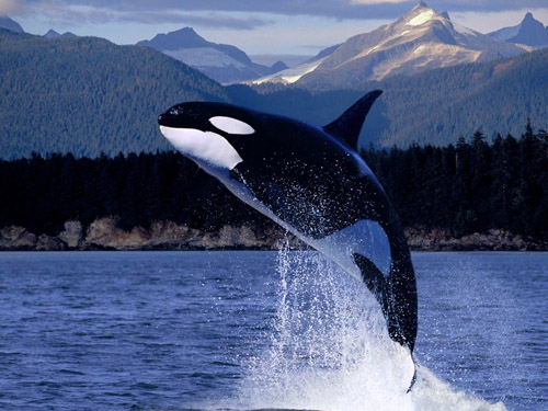 Orca killer whale