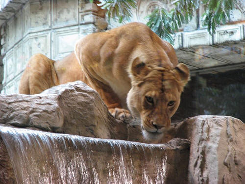 Lion Habitat MGM Grand Las Vegas