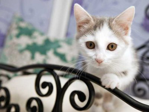 Longcroft Luxury Cat Hotel - feline pampering