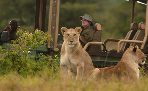 Mara Plains - Kenya safari lions