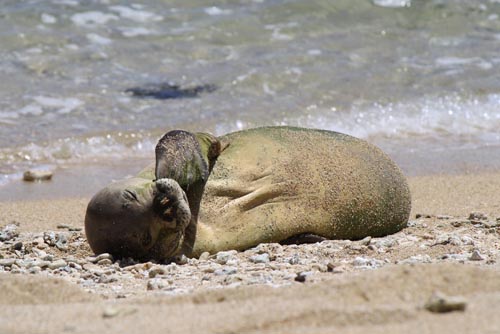 Monk Seal - Kauai Hawaii