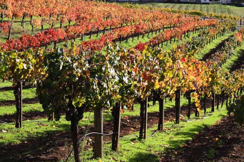 napa valley winery grape vineyard