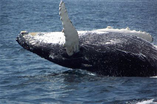 Newfoundland Labrador's Viking Trail Tour - whale