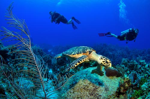 diving - sea turtle