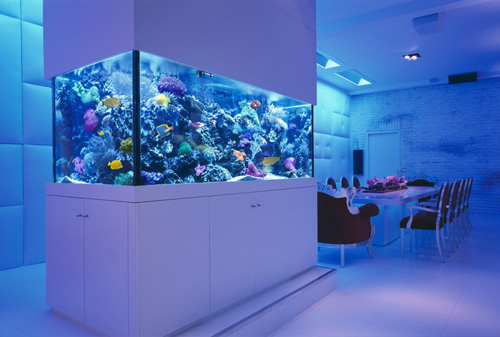Okeanos Aquascaping Aquarium