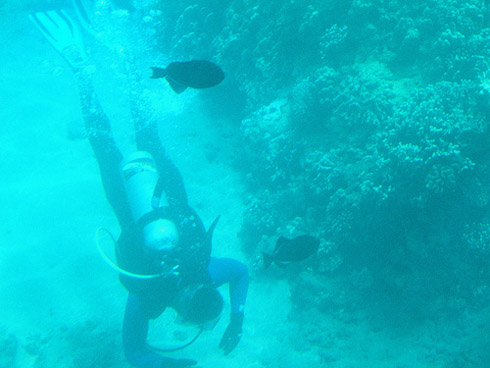 Reefdancer sub diver - Lahaina Maui