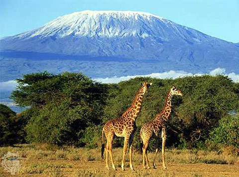 Safari Air Kilimanjaro - Around The World