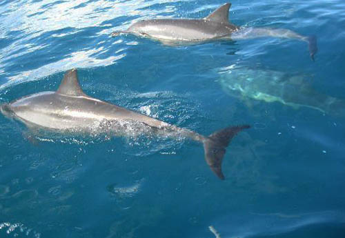 Spinner dolphins - Kauai, Hawaii