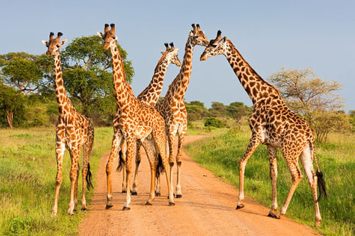 Discover Amazing Tanzania - Selous Safari Company