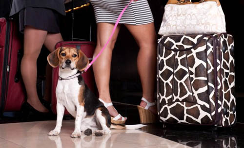 THEhotel Mandalay Bay dog friendly suites - Las Vegas