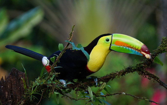 Costa Rica toucan bird