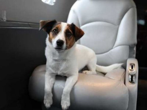Victor private jet charter - Furs Class luxury dog travel