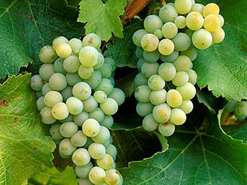 White Sauvignon Blanc Wine Grapes