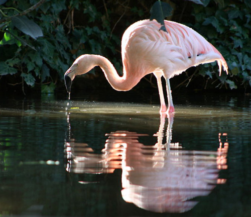 Wildlife Habitat Flamingo Las Vegas