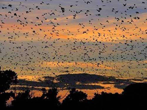 Zambia Africa - annual bat migration